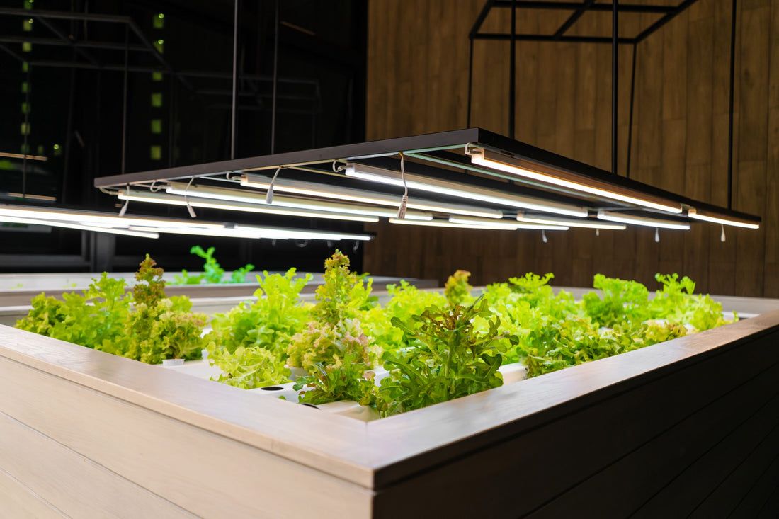 Hydroponic Systems and Their Applications in Agriculture